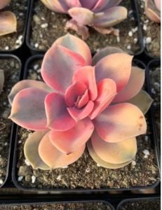 Echeveria Rainbow Gökkuşağı Sukulent Doğal Pembe Mor Krem Renkli