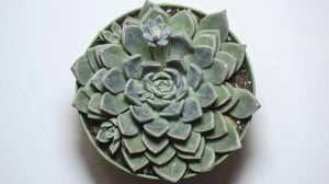 Graptopetalum Bellum Tacitus Pembe Çiçek Açan Nadir Tür Sukulent 8,5CM Saksı