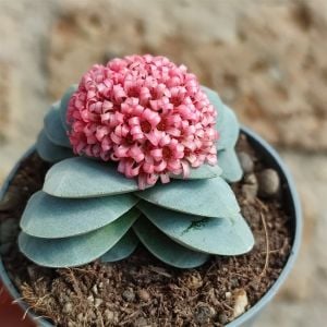 Crassula Morgans Beauty - Kat kat Yapraklı Sukulent Özel Tür 8.5CM Saksı