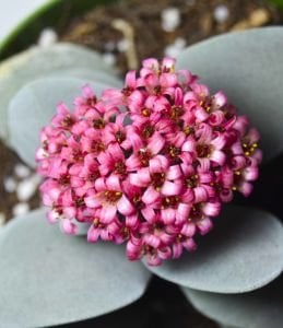 Crassula Morgans Beauty - Kat kat Yapraklı Sukulent Özel Tür 8.5CM Saksı