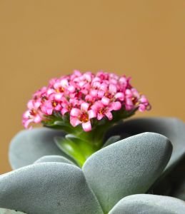 Crassula Morgans Beauty - Kat kat Yapraklı Sukulent Özel Tür 8.5CM Saksı