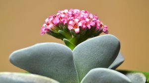 Crassula Morgans Beauty - Kat kat Yapraklı Sukulent Özel Tür 8.5CM Saksı