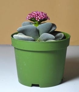 Crassula Morgans Beauty - Kat kat Yapraklı Sukulent Özel Tür 8.5CM Saksı