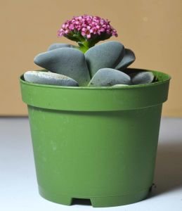 Crassula Morgans Beauty - Kat kat Yapraklı Sukulent Özel Tür 8.5CM Saksı