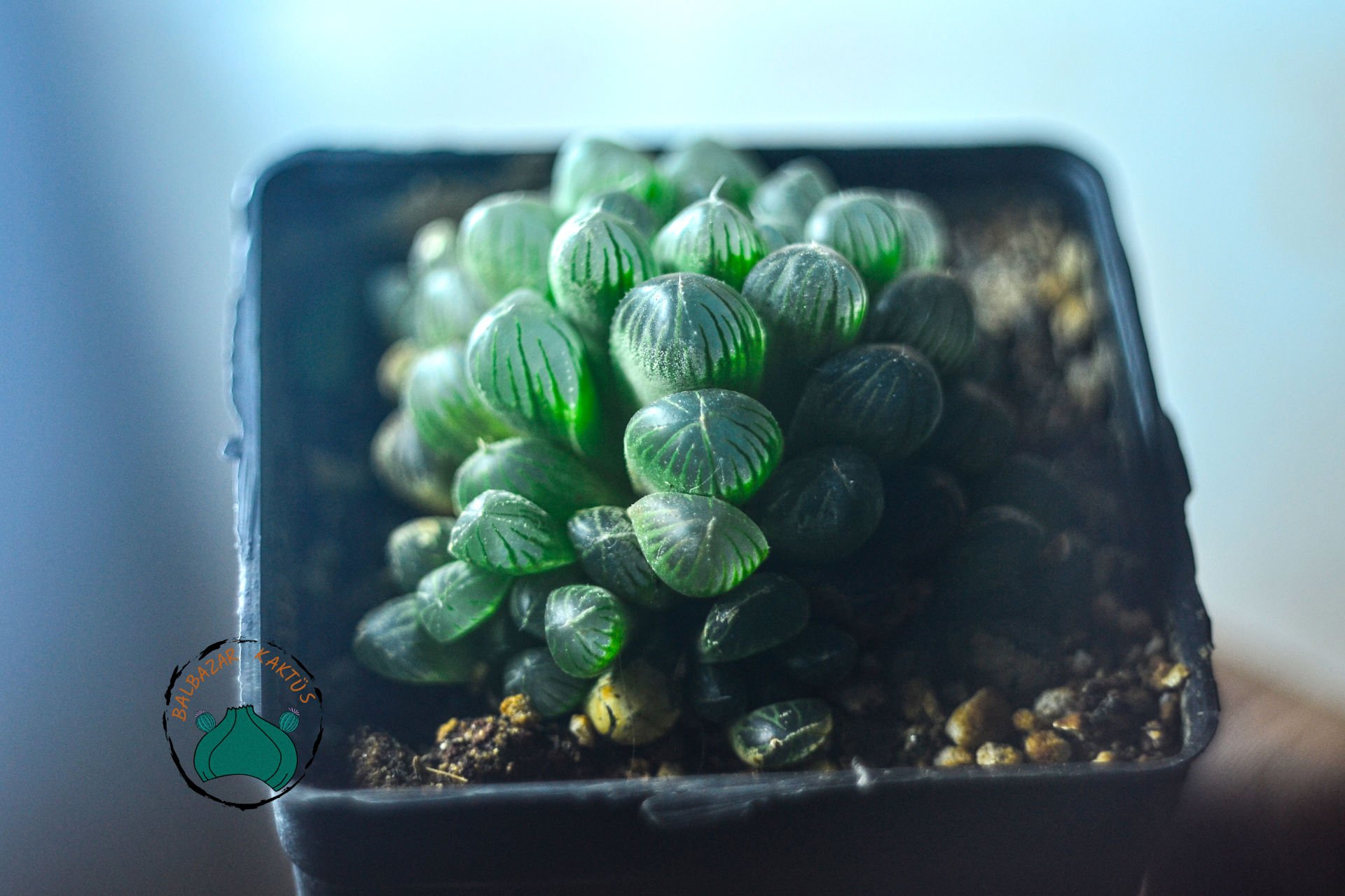 Haworthia Cooperi Sukulent - Jel Haworthia Sukulent 8,5CM Saksıda