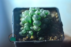 Haworthia Cooperi Sukulent - Jel Haworthia Sukulent 8,5CM Saksıda