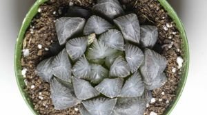 Haworthia Cooperi Sukulent - Jel Haworthia Sukulent 8,5CM Saksıda