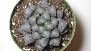 Haworthia Cooperi Sukulent - Jel Haworthia Sukulent 8,5CM Saksıda