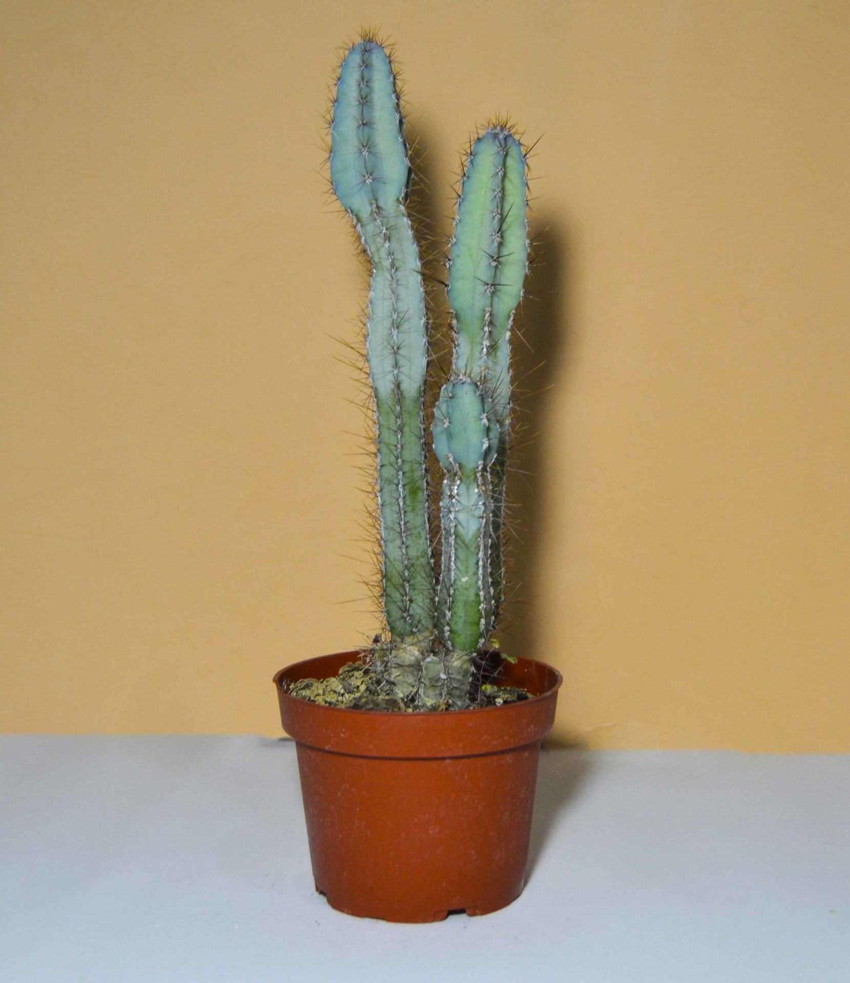 Cereus Forbesii Peruvianus (+20cm)Mavi Sütun Kaktüs 3 Köklü (10.5cmlik saksıda)