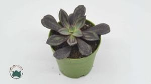 Echeveria Nodulosa Doğal Bordo Desenli Sukulent