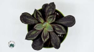 Echeveria Nodulosa Doğal Bordo Desenli Sukulent