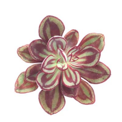 Echeveria Nodulosa Doğal Bordo Desenli Sukulent