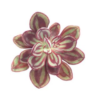 Echeveria Nodulosa Doğal Bordo Desenli Sukulent