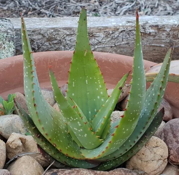 Aloe Microstigma Sukulent 8.5 CM Saksıda