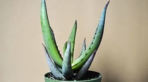 Aloe Microstigma Sukulent 8.5 CM Saksıda