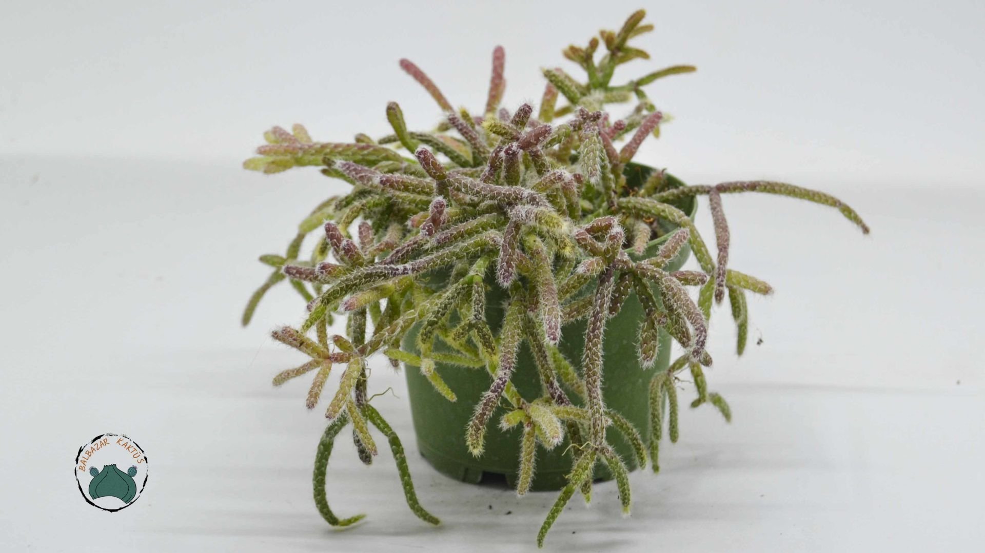 Rhipsalis Cereuscula Özel Tür Sukulent 8.5CM Saksıda