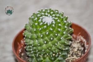 Mammillaria Polythele İnermis Kaktüs  Bol Pembe Çiçek Açar 8.5CM Saksıda