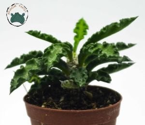 Euphorbia Decaryi Nadir Tür Sukulent 5,5CM Saksıda