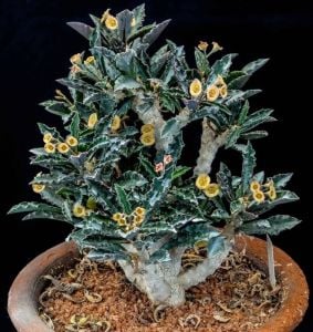 Euphorbia Decaryi Nadir Tür Sukulent 5,5CM Saksıda