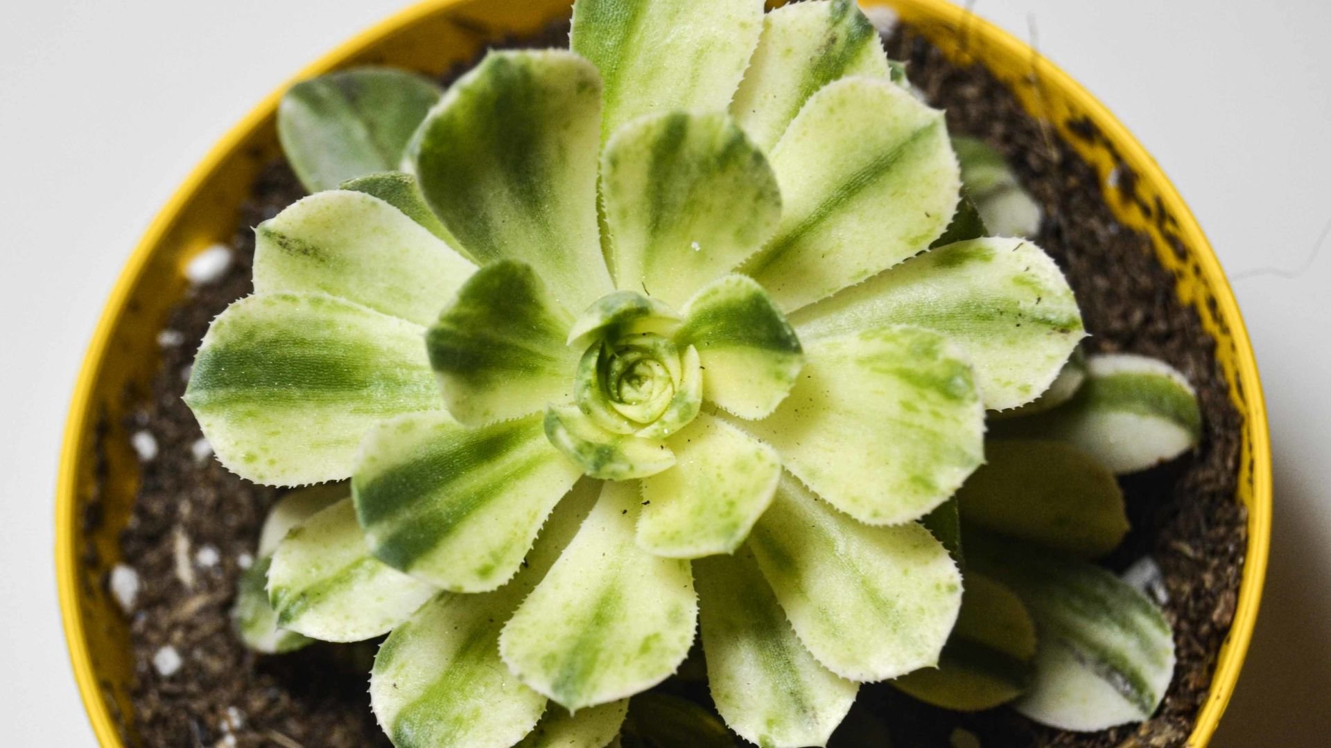Aeonium Castello Paivae Variegata Sukulent Nadir Tür Sukulent 8.5CM Saksı