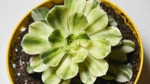 Aeonium Castello Paivae Variegata Sukulent Nadir Tür Sukulent 8.5CM Saksı
