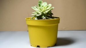 Aeonium Castello Paivae Variegata Sukulent Nadir Tür Sukulent 8.5CM Saksı