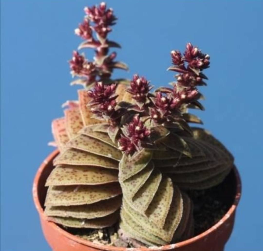 Crassula Exilis Picturata Kat Kat Yaprak Formlu Sukulent 5,5CM Saksıda