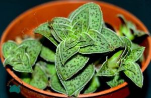 Crassula Exilis Picturata Kat Kat Yaprak Formlu Sukulent 5,5CM Saksıda