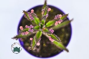 Kalanchoe Pink Butterflies Succulent Pembe Aşkın Gözyaşları Sukulent 8.5CM Saksıda