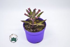 Kalanchoe Pink Butterflies Succulent Pembe Aşkın Gözyaşları Sukulent 8.5CM Saksıda
