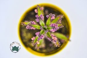 Kalanchoe Pink Butterflies Succulent Pembe Aşkın Gözyaşları Sukulent 8.5CM Saksıda