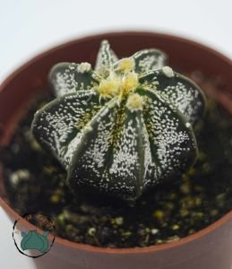 Astrophytum Capricorne Nadir Tür Kaktüs Dikensiz Tür 8.5CM Saksıda