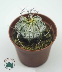 Astrophytum Capricorne Nadir Tür Kaktüs Dikenli Tür 8.5CM Saksıda