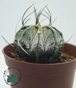 Astrophytum Capricorne Nadir Tür Kaktüs Dikenli Tür 8.5CM Saksıda
