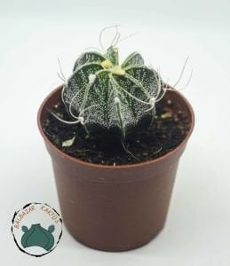 Astrophytum Capricorne Nadir Tür Kaktüs Dikenli Tür 8.5CM Saksıda