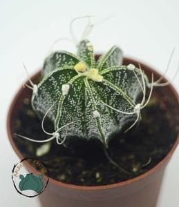 Astrophytum Capricorne Nadir Tür Kaktüs Dikenli Tür 8.5CM Saksıda