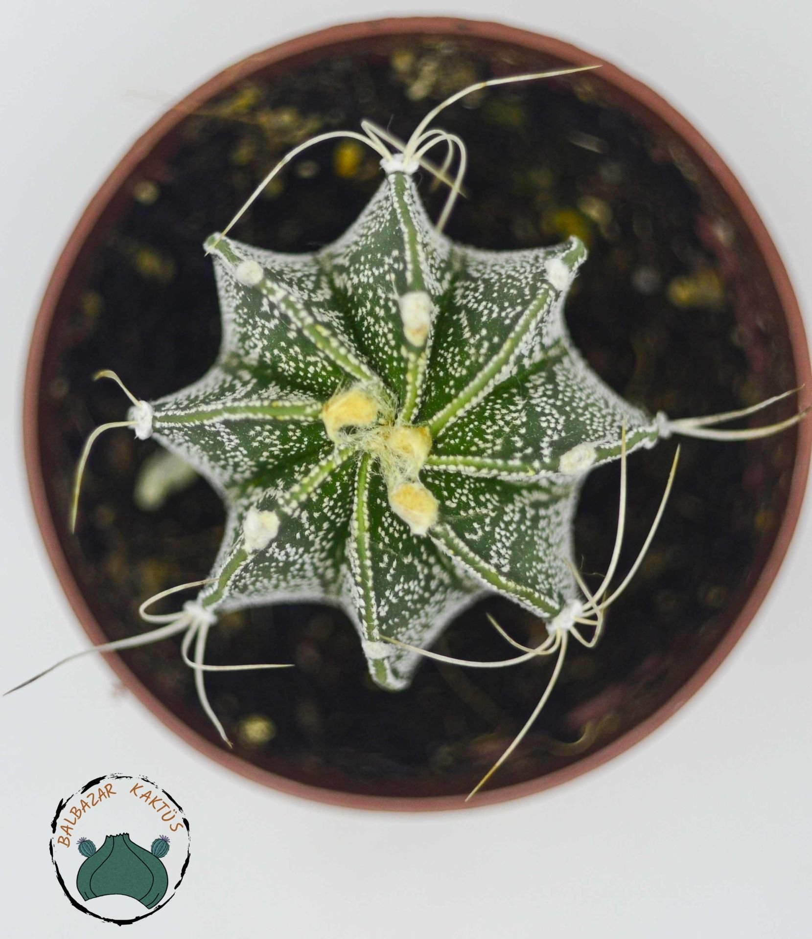 Astrophytum Capricorne Nadir Tür Kaktüs Dikenli Tür 8.5CM Saksıda