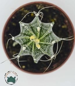 Astrophytum Capricorne Nadir Tür Kaktüs Dikenli Tür 8.5CM Saksıda