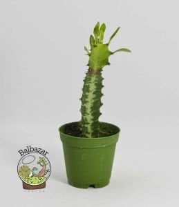 Euphorbia Lactea Sukulent Süt Ağacı 5.5 CM Saksıda