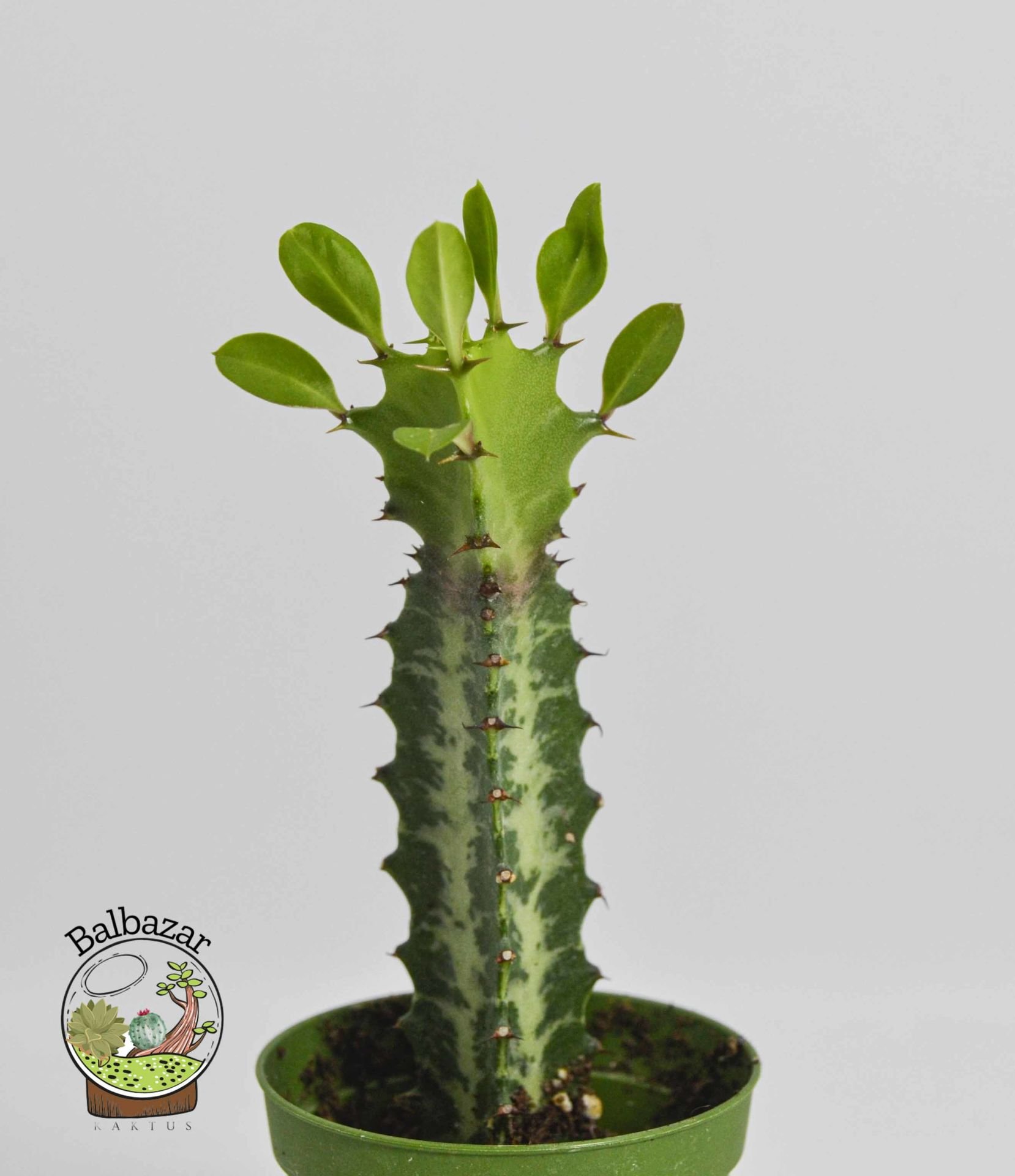 Euphorbia Lactea Sukulent Süt Ağacı 5.5 CM Saksıda