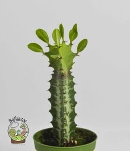 Euphorbia Lactea Sukulent Süt Ağacı 5.5 CM Saksıda