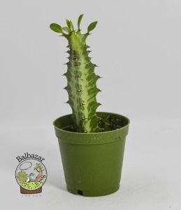 Euphorbia Lactea Sukulent Süt Ağacı 5.5 CM Saksıda