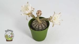 Gymnocalycium Ragonesii Nadir Tür Kaktüs Kahverengi Renk Koleksiyonluk Tür 5.5CM Saksı