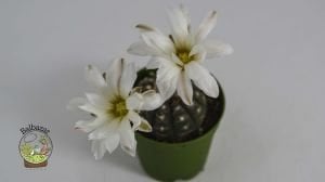 Gymnocalycium Ragonesii Nadir Tür Kaktüs Kahverengi Renk Koleksiyonluk Tür 5.5CM Saksı