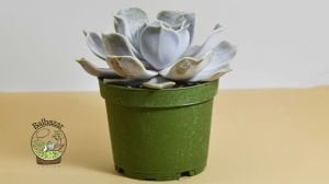 Echeveria Lilacina Ghost Sukulent Rose Formlu 8.5 CM Saksıda