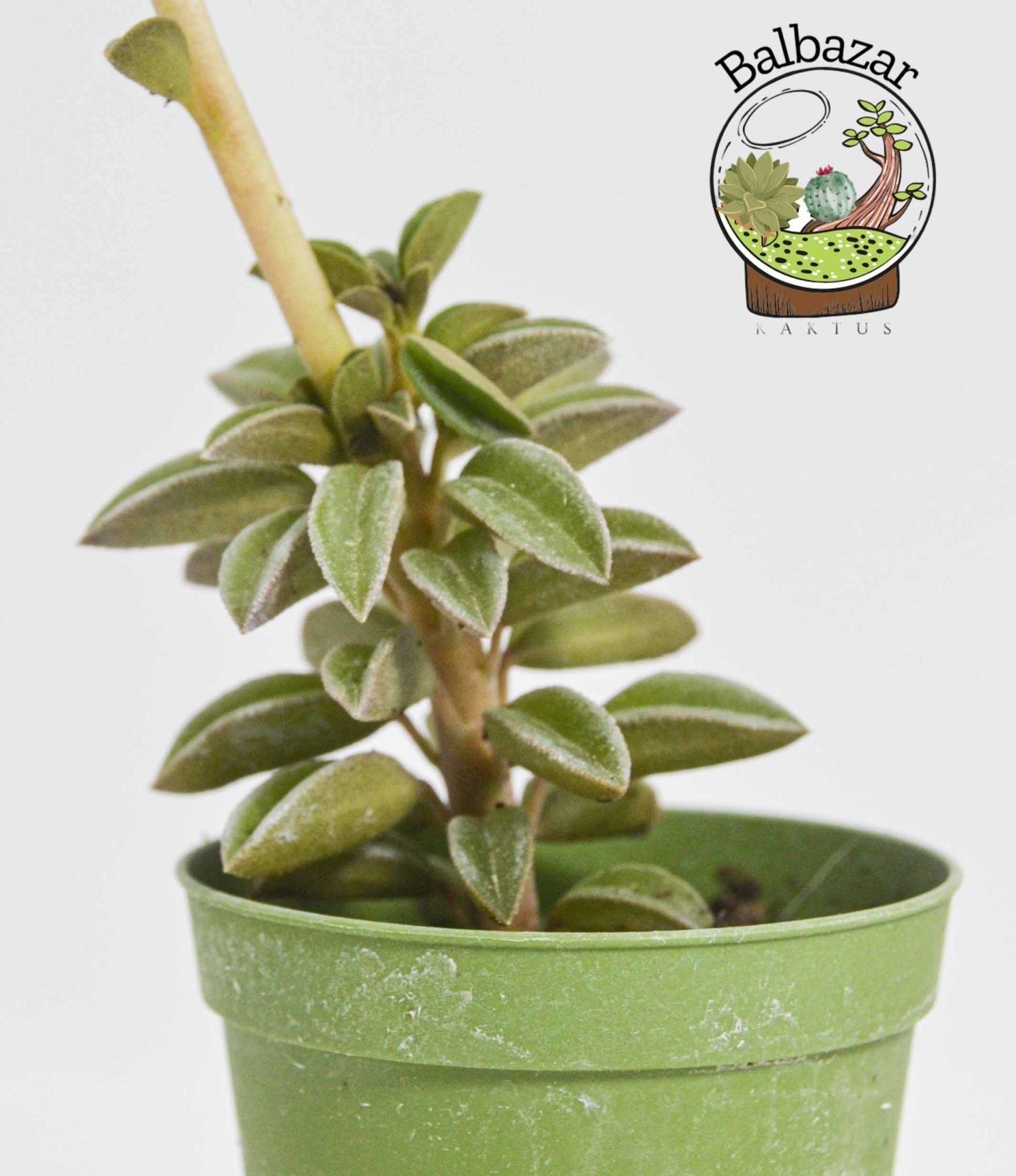 Peperomia Asperula Özel Tür Sukulent 5,5CM Saksıda