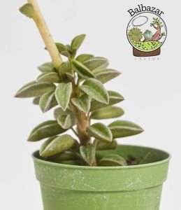 Peperomia Asperula Özel Tür Sukulent 5,5CM Saksıda