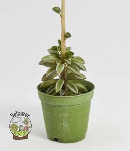 Peperomia Asperula Özel Tür Sukulent 5,5CM Saksıda