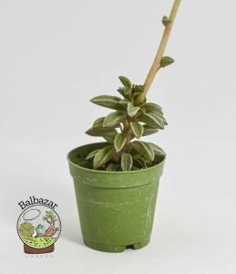 Peperomia Asperula Özel Tür Sukulent 5,5CM Saksıda