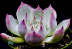 Echeveria Colorata Sukulent Pembe Yeşil Yapraklı 12 CM Saksıda